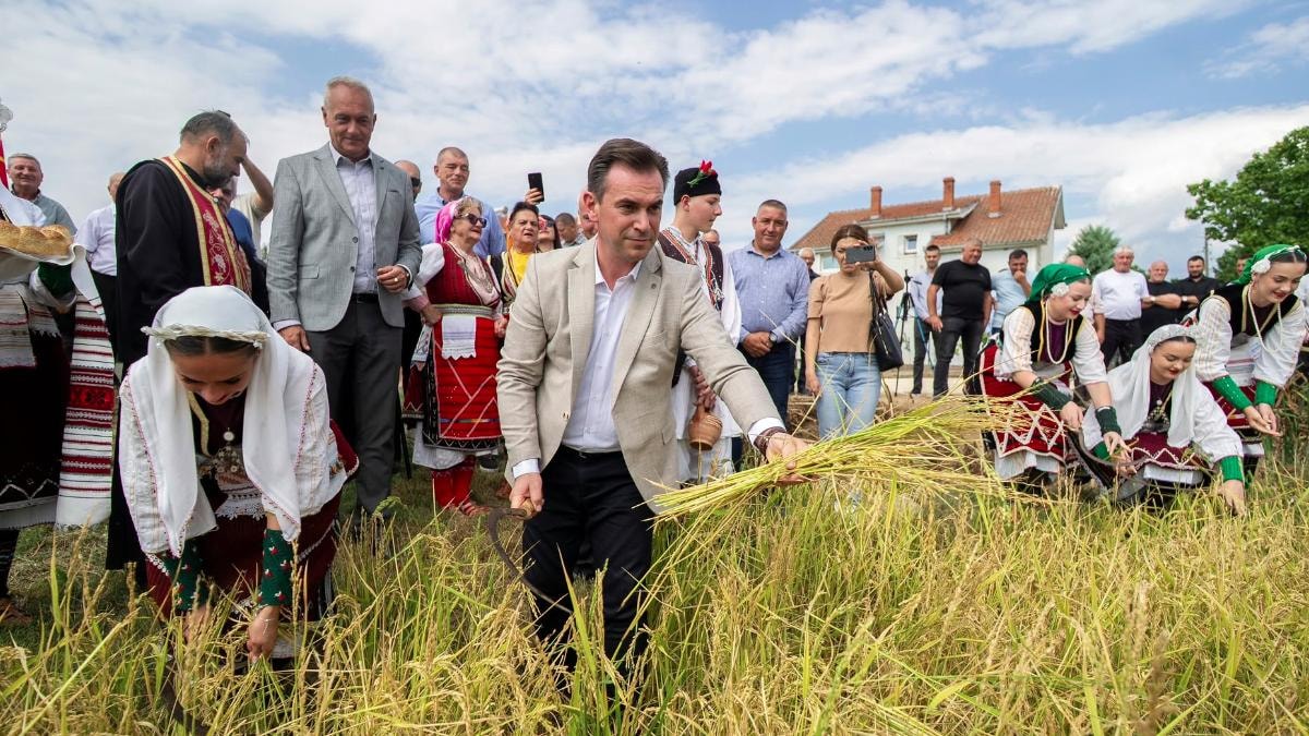 Започна жетвата на кочанскиот ориз, министерот Серафимовски во посета на селото Чифлик